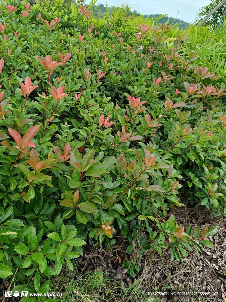 色彩斑斓的绿植景观