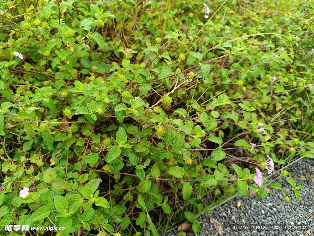 路边繁茂的绿色植物