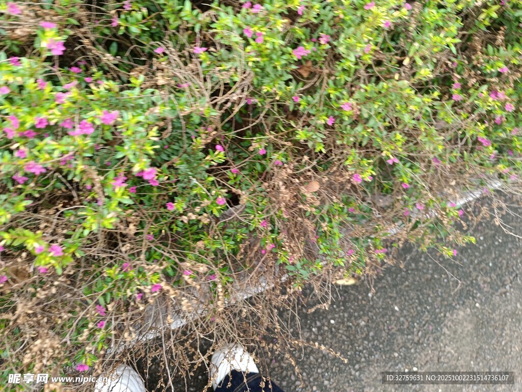 脚边的花草风景