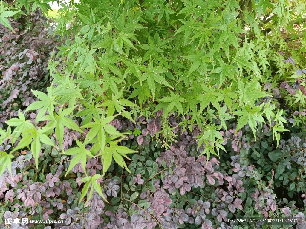 翠绿枫树与周边植物景观