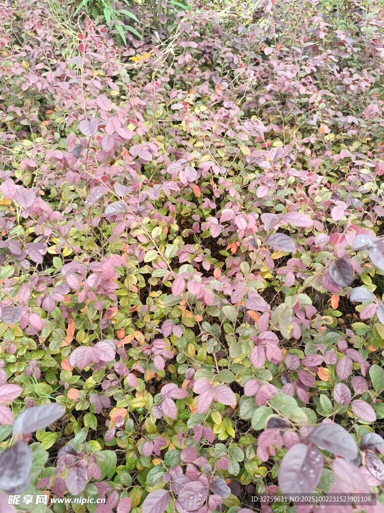 粉色植物景观
