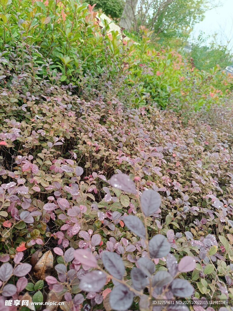 紫色植物覆盖的山坡