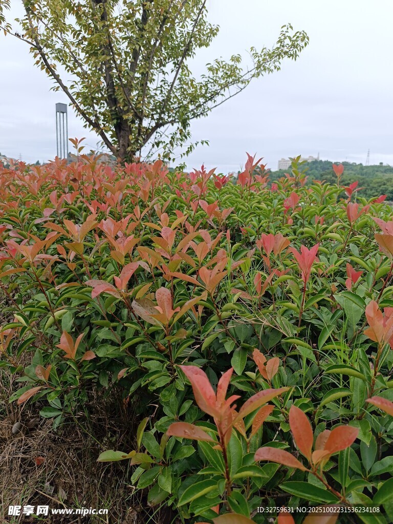 红叶植物与孤树景观