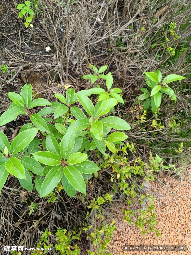 绿叶植物于自然环境中