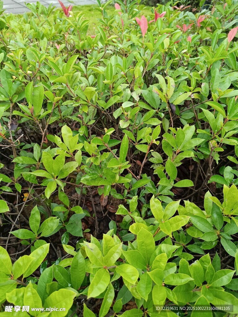 翠绿繁茂的植物景观