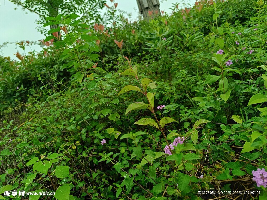 山坡上的繁茂绿植与小花