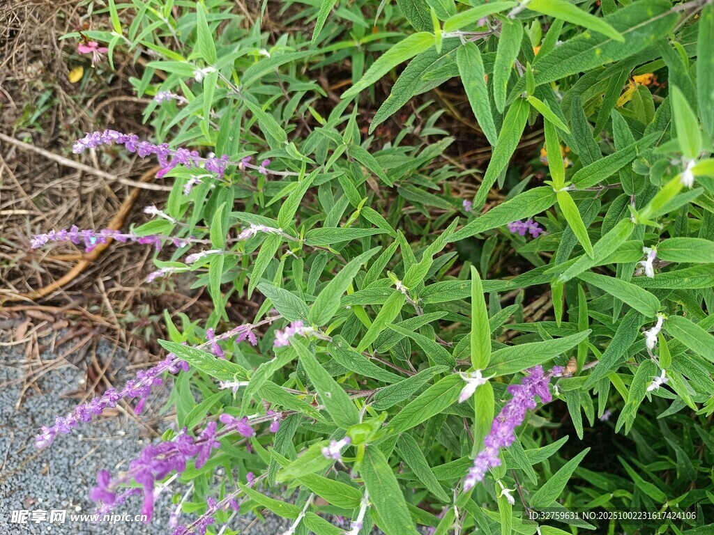 紫色穗状花草特写