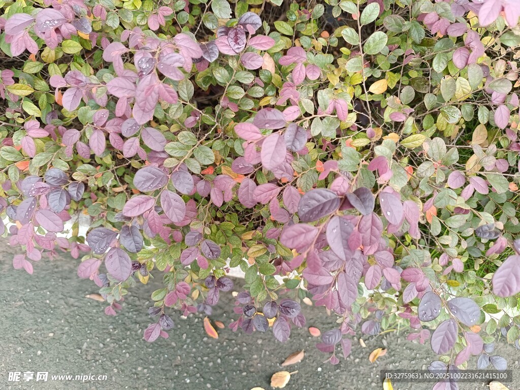 紫色花卉植物景观