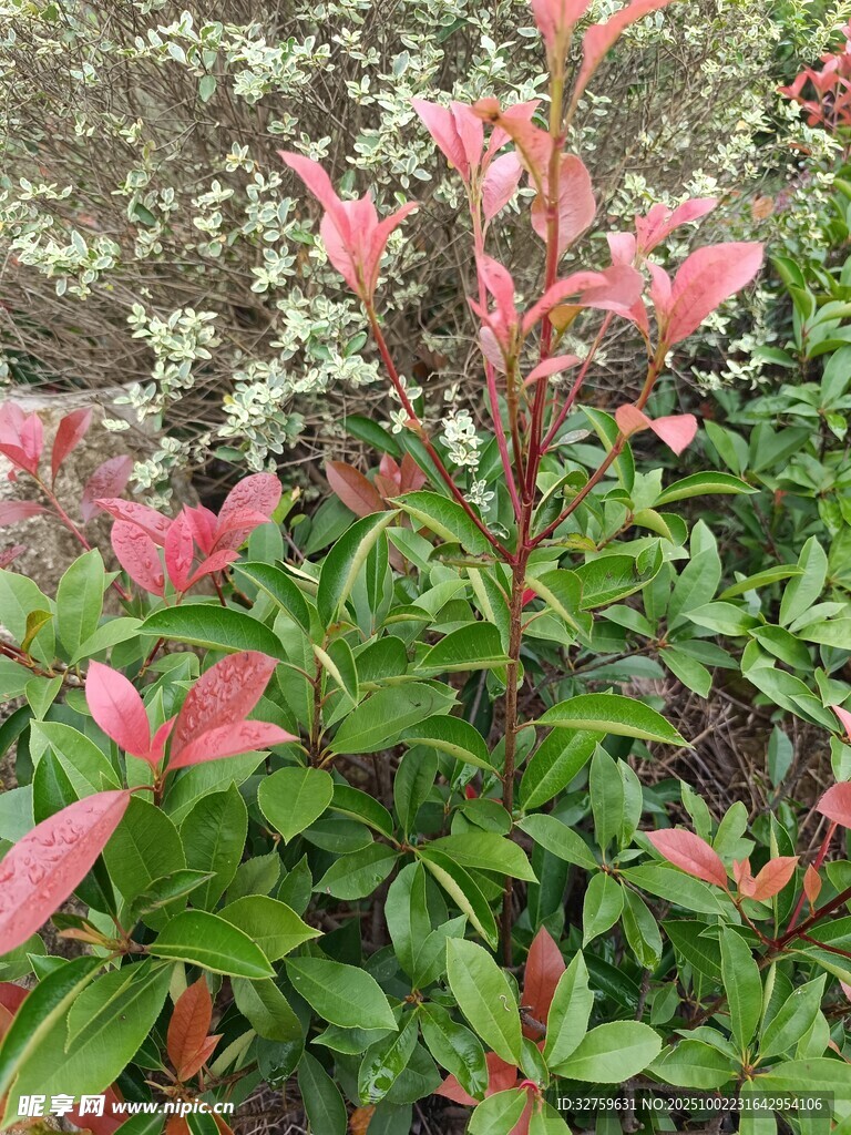 粉色花卉绿植特写