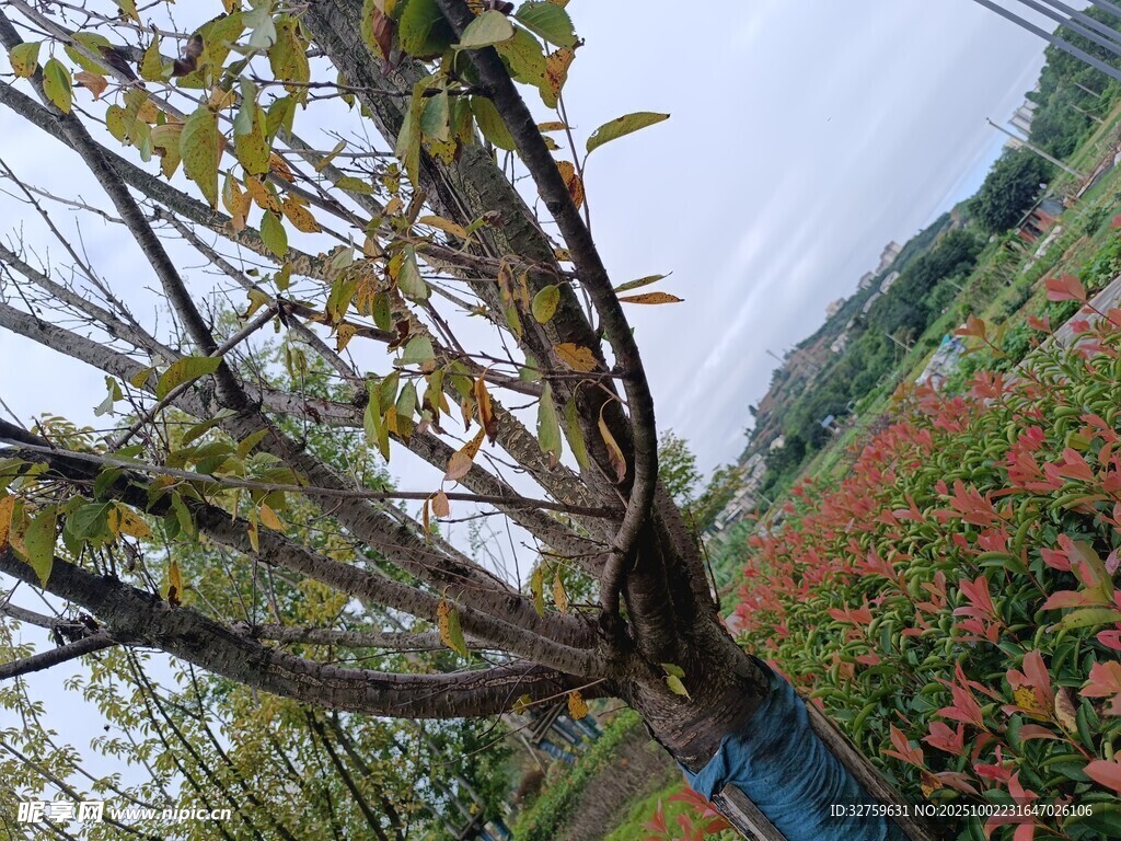 园林中多彩树木景观