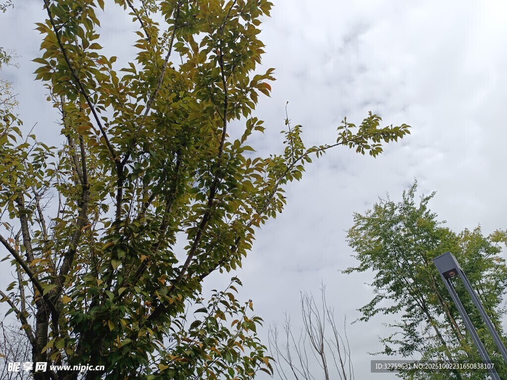 秋日树梢 