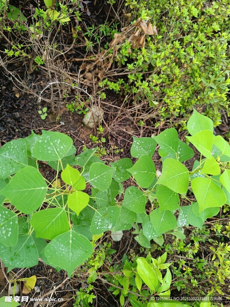 绿叶植物