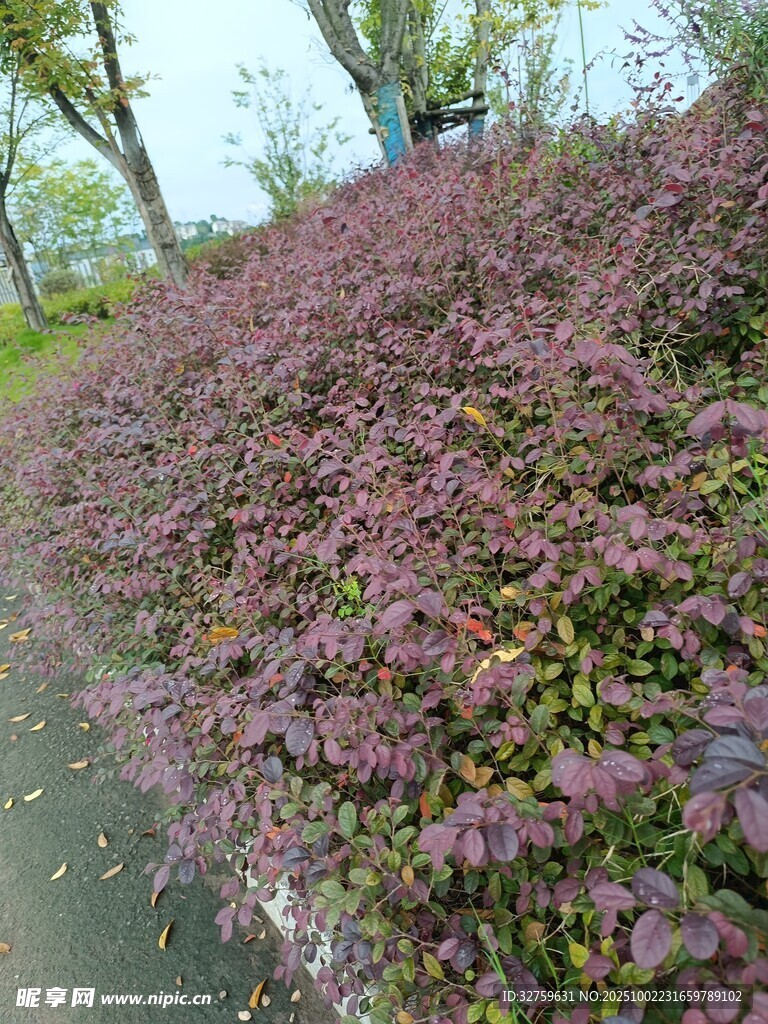 紫色灌木丛景观