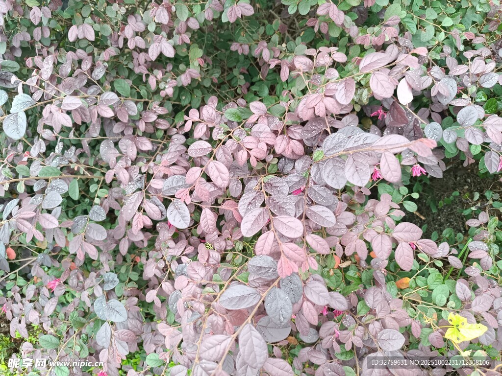 紫叶李繁茂枝叶特写