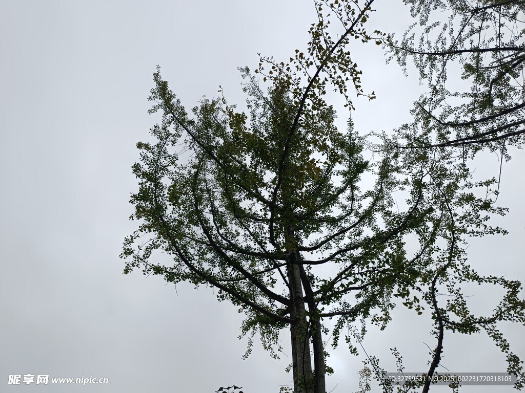 挺拔松树 