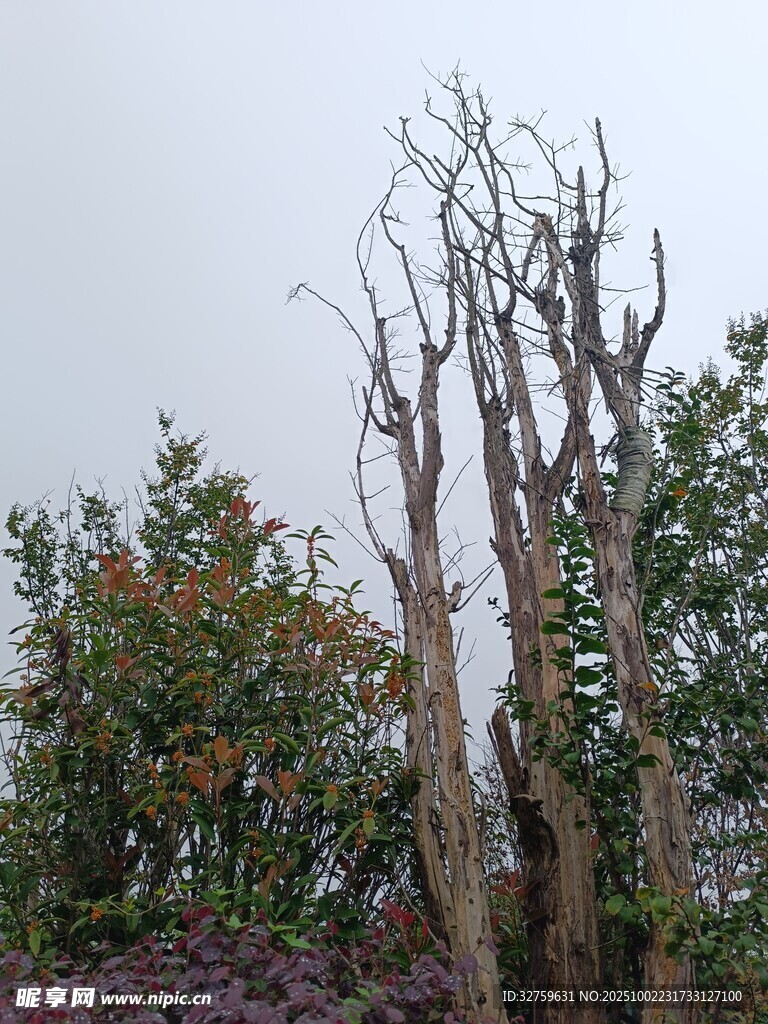 枯树与绿植的对比景观