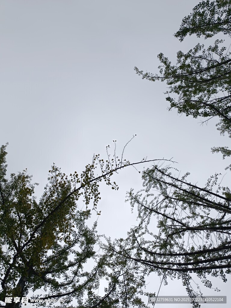 仰视树枝与天空景象
