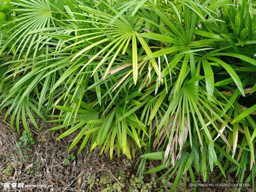 翠绿蒲葵植物景观