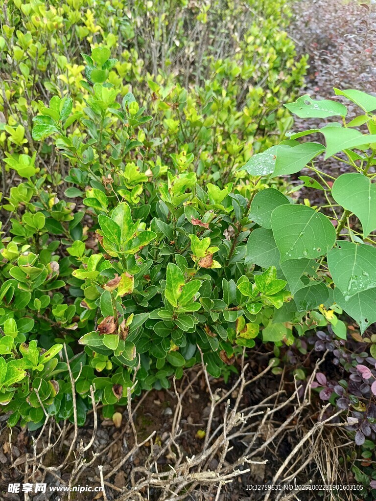 绿叶繁茂的植物景观