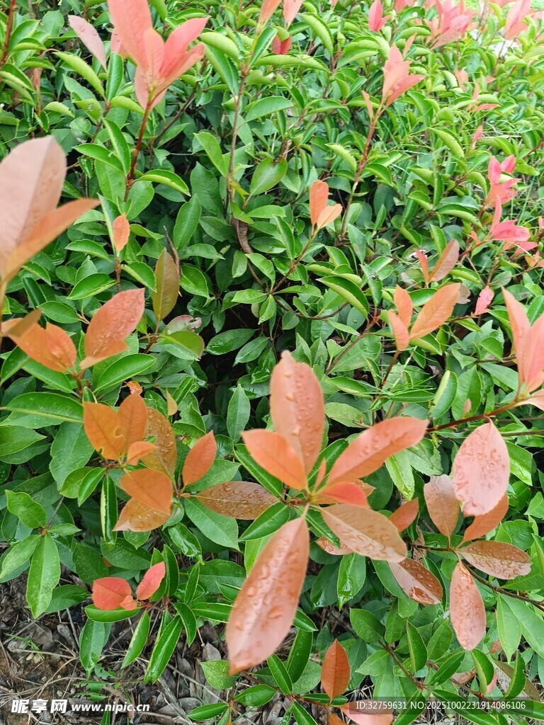 红叶绿叶交织的植物景观