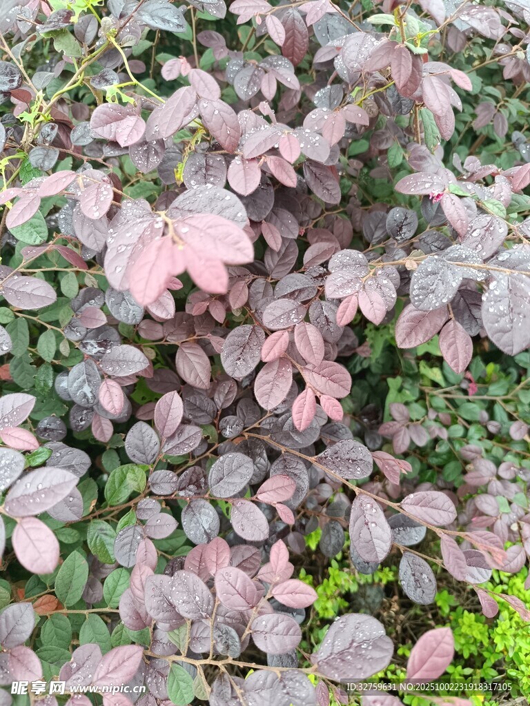 粉紫色叶片植物景观