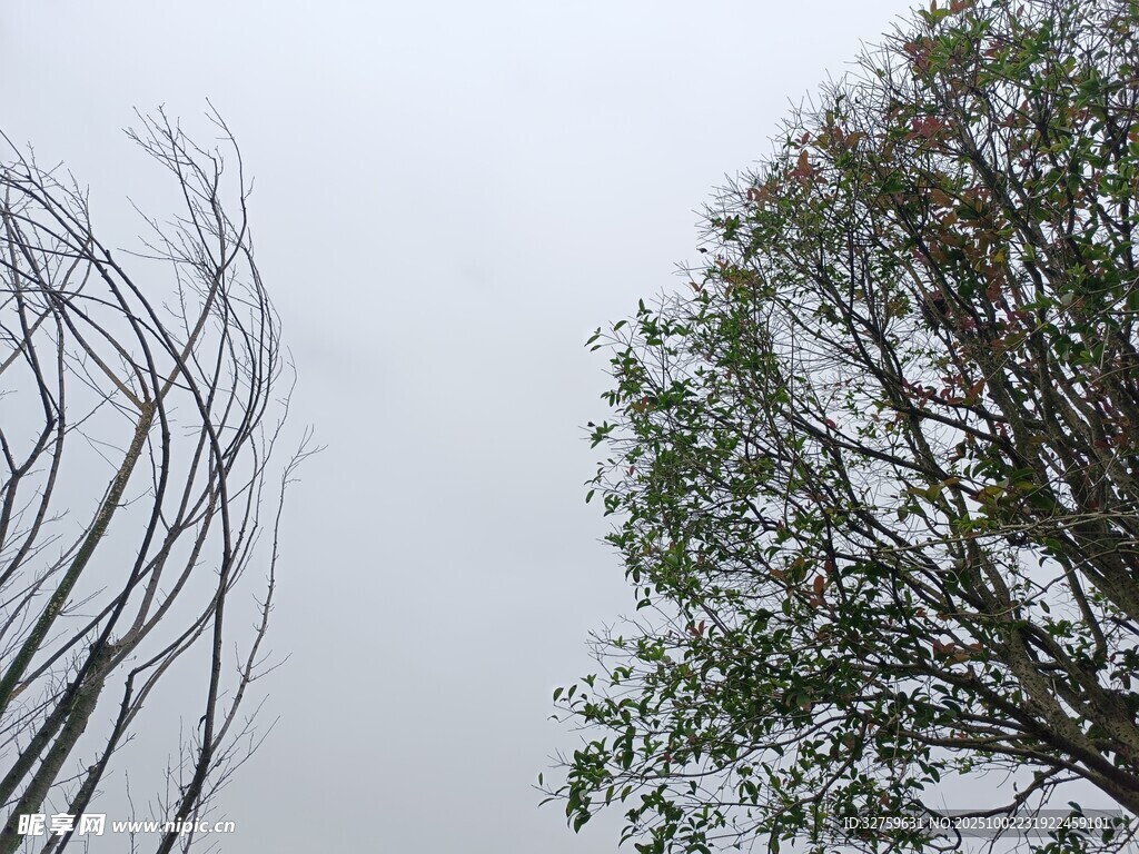 扭曲树木与茂盛树木对比