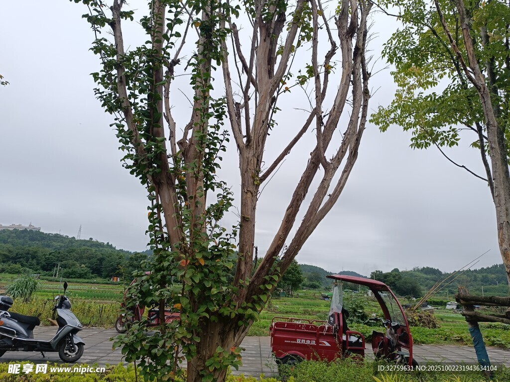 乡村路旁的茂盛树木