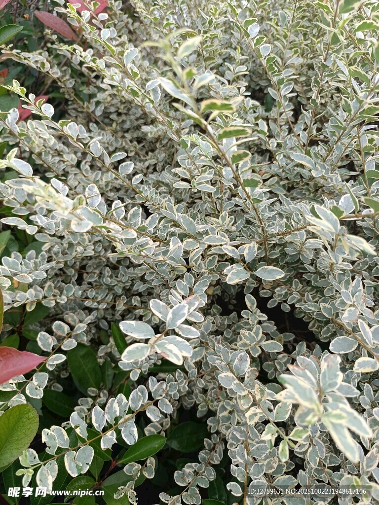 银叶植物特写