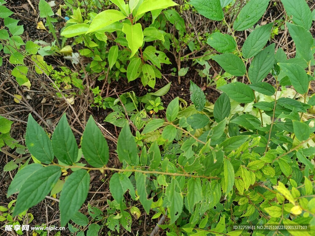 繁茂绿植特写