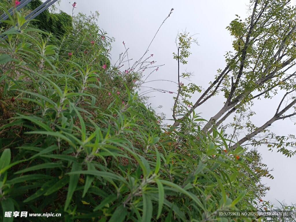 山坡上的繁茂绿植