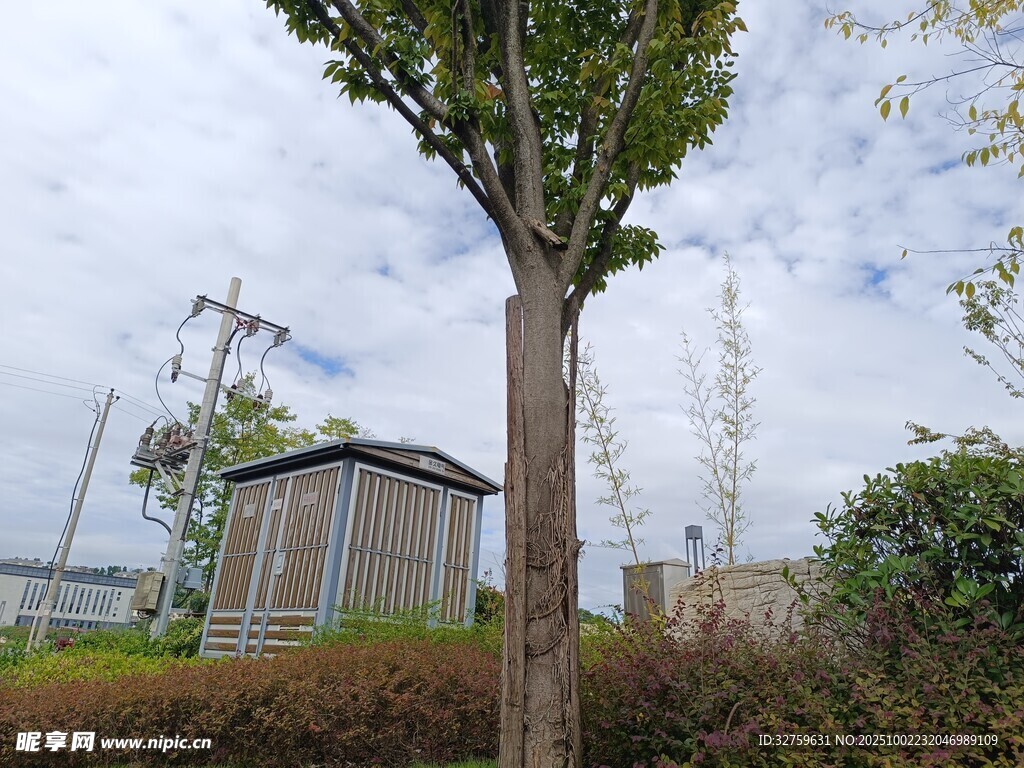 户外单棵树与建筑物景观