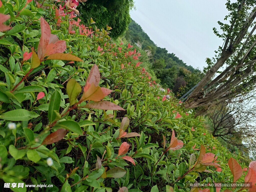 山坡上的多彩植物景观