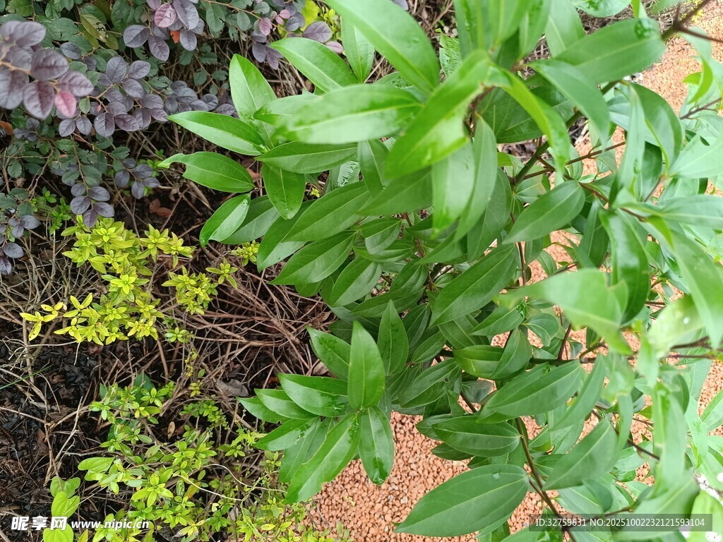 多样绿植展示