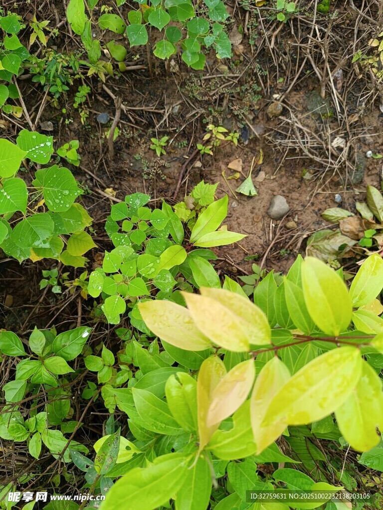 地面绿植特写