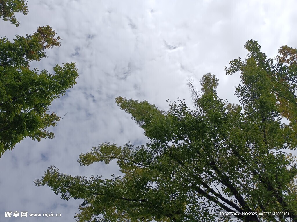 仰视绿树与天空美景