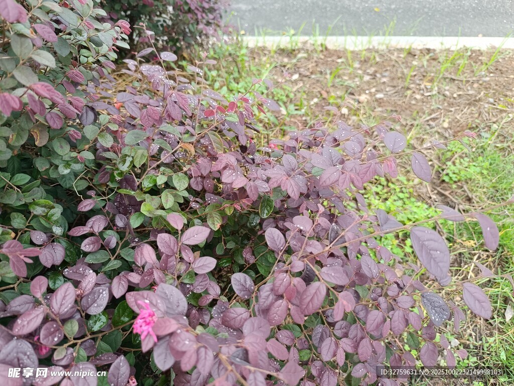 紫叶植物景观