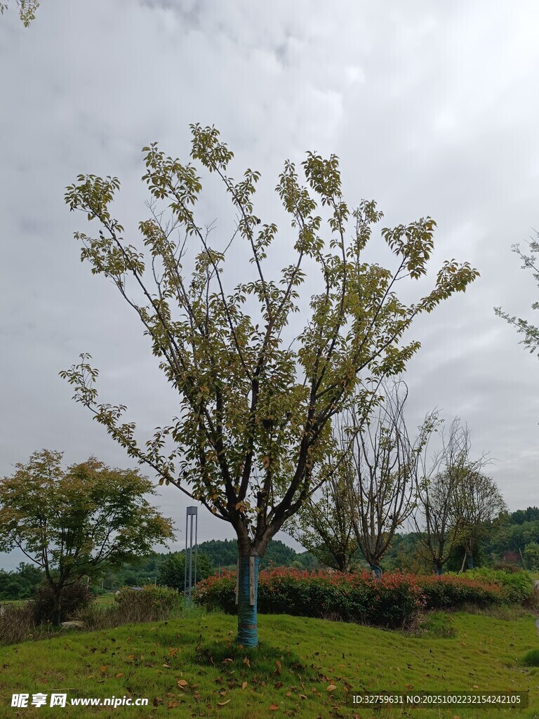 田野中的孤树