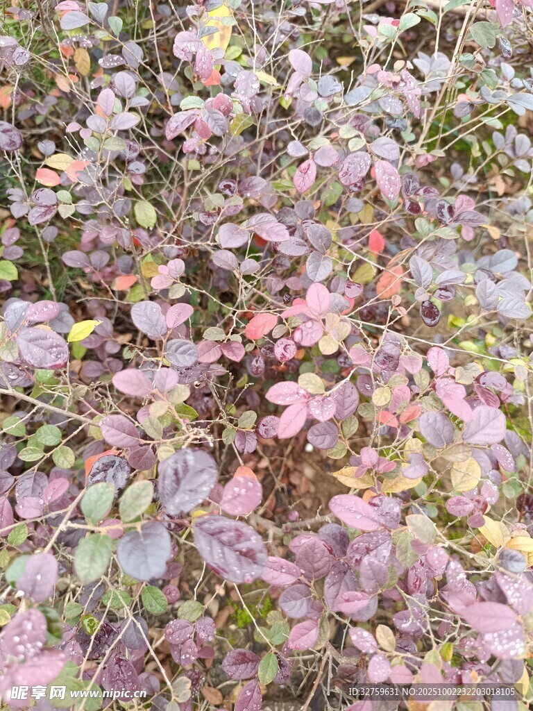 多彩斑斓的植物叶片景观