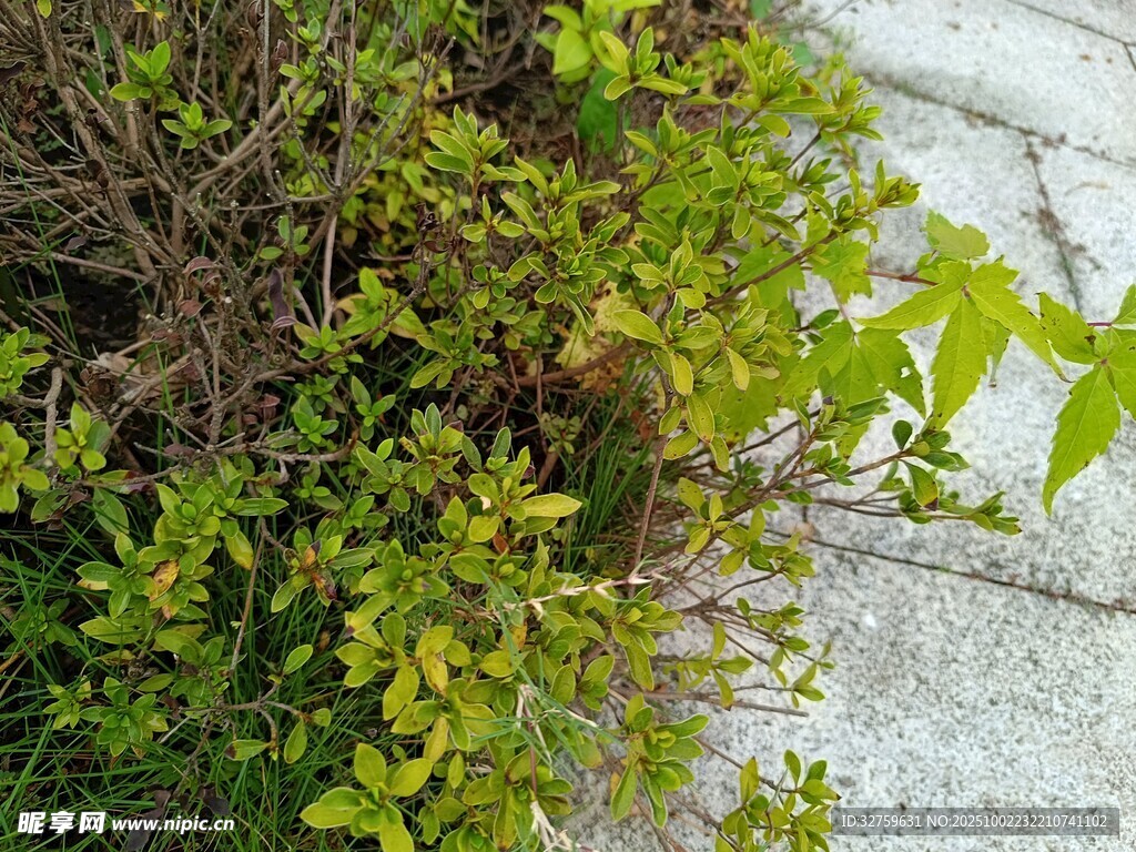 路边绿植景观