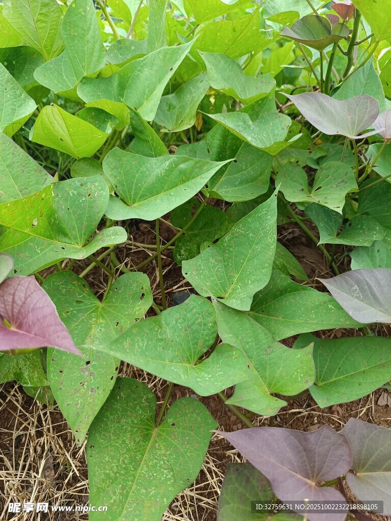绿叶紫边的红薯植株
