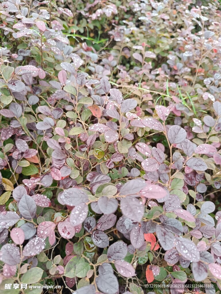 紫叶小檗植物特写