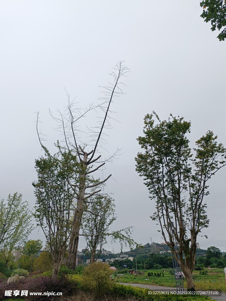 枯荣树木景观