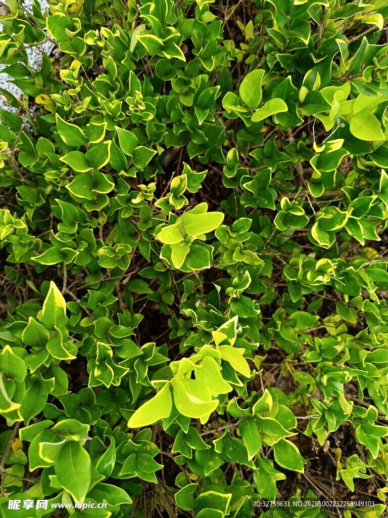 翠绿繁茂的植物叶片