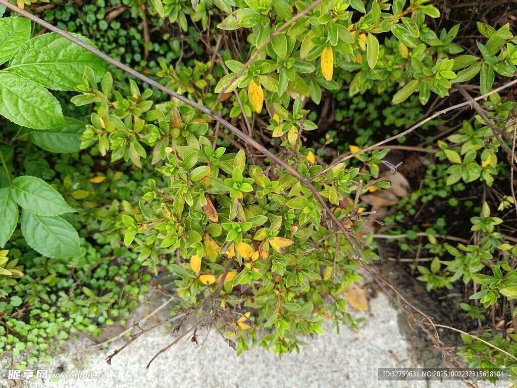 绿叶间的黄色小花