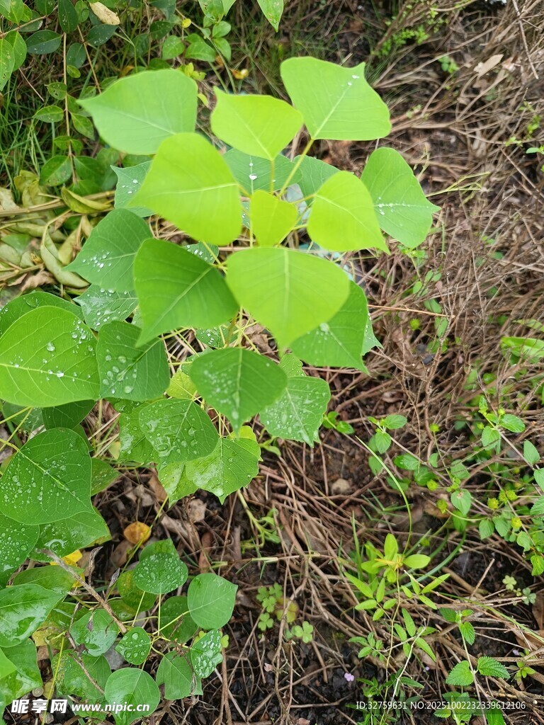 绿叶植物特写