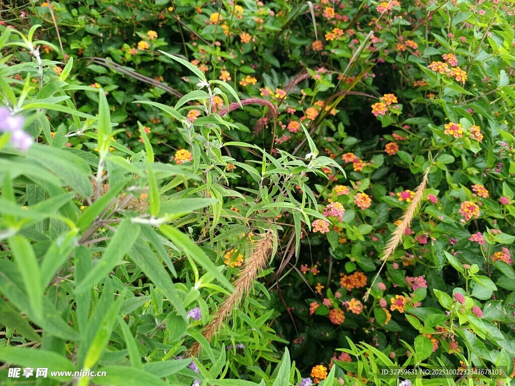 野外丛生的橙色果实植物