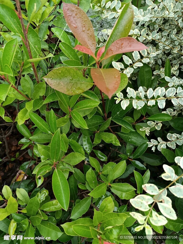 多彩绿植景观