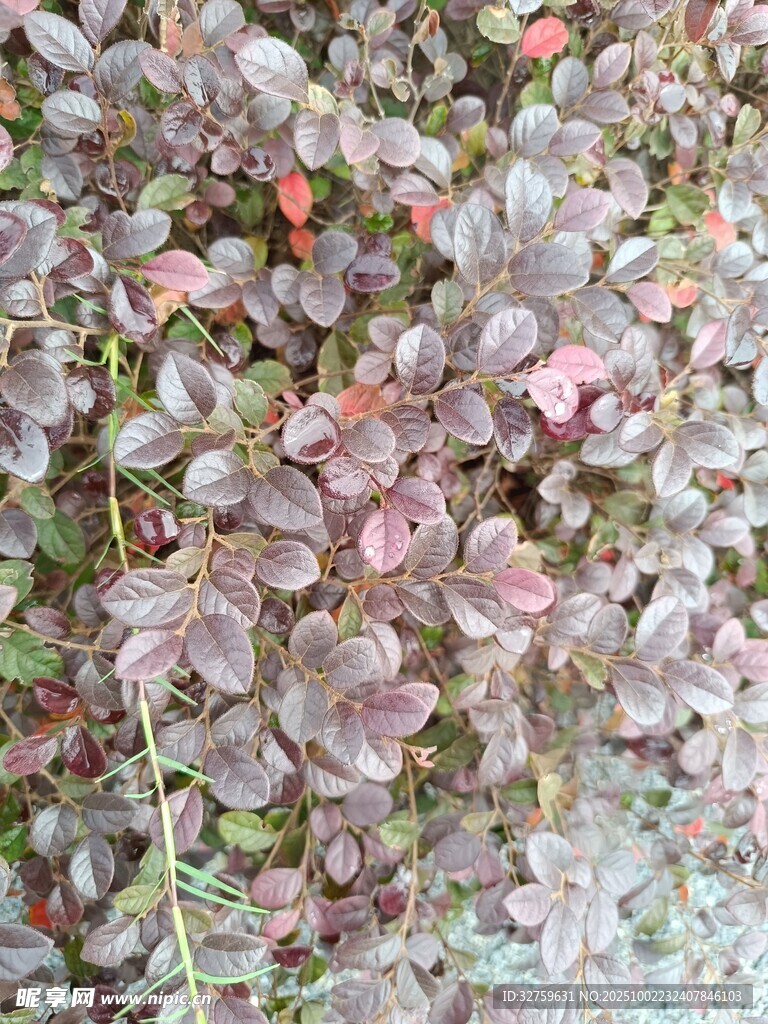 紫叶小檗植物特写