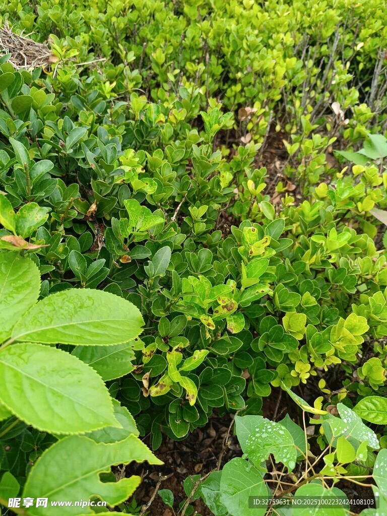翠绿繁茂的多样绿植