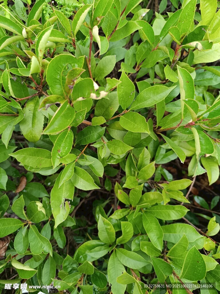 翠绿繁茂的绿叶植物
